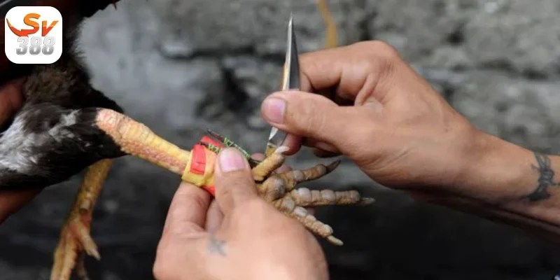 Đá Gà Trực Tiếp Sv388 Những Điều Cần Biết Khi Tham Gia Đá Gà 3 Những Giống Gà Đá ưa Chuộng