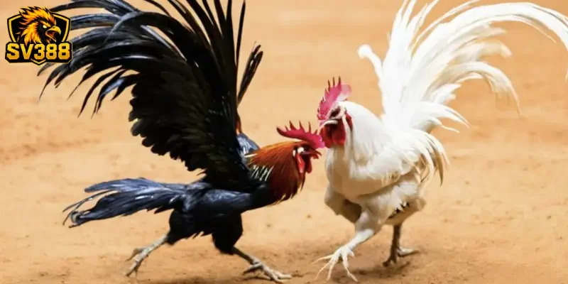 Bảng tỷ lệ đá gà SV388 chi tiết và hướng dẫn đọc kèo chuẩn nhất 